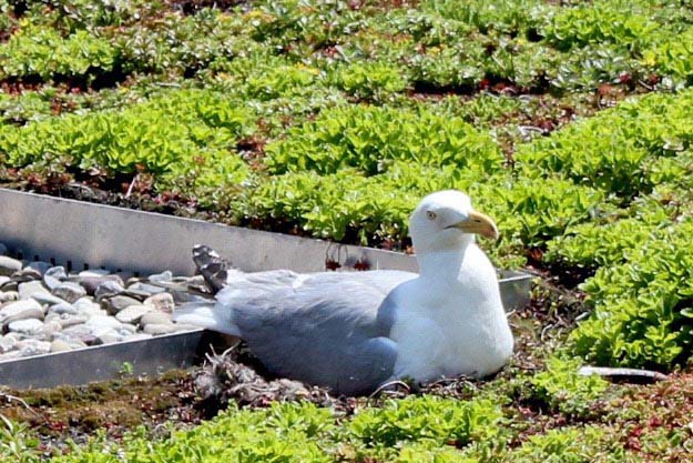 bird on Jacob K. Javits Convention Center